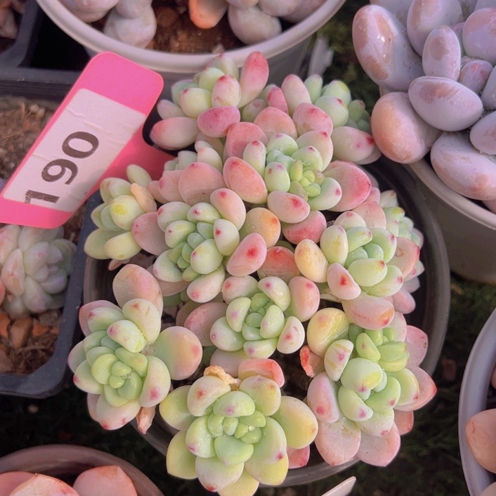 健健康康平平安安