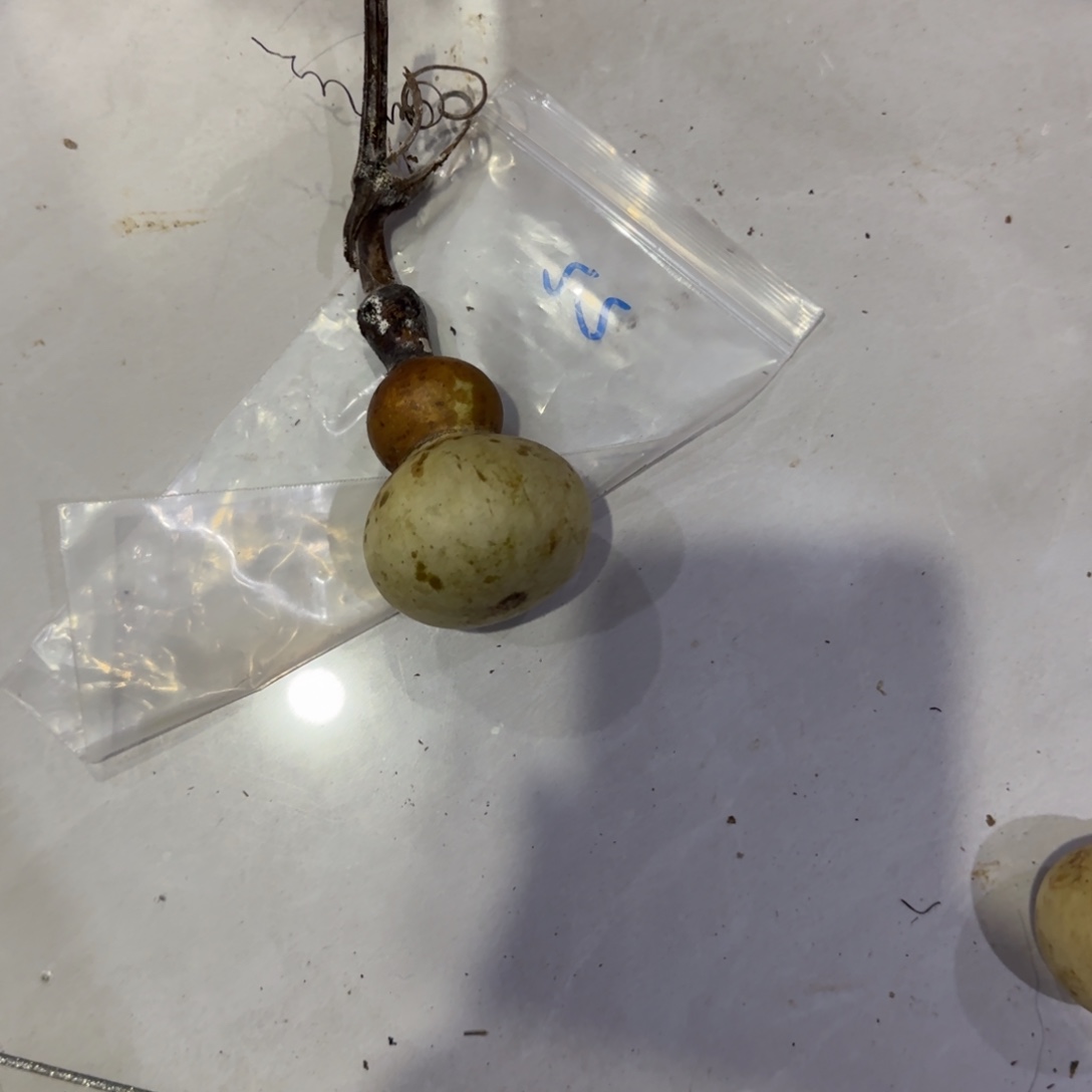 梅***居葫芦啦啦乐乐咯乐乐咯来咯哦