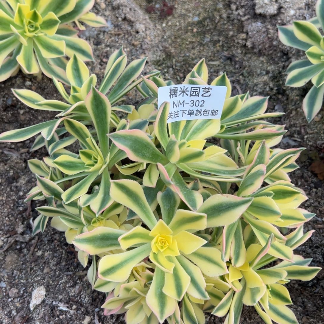 枫叶多肉植物302