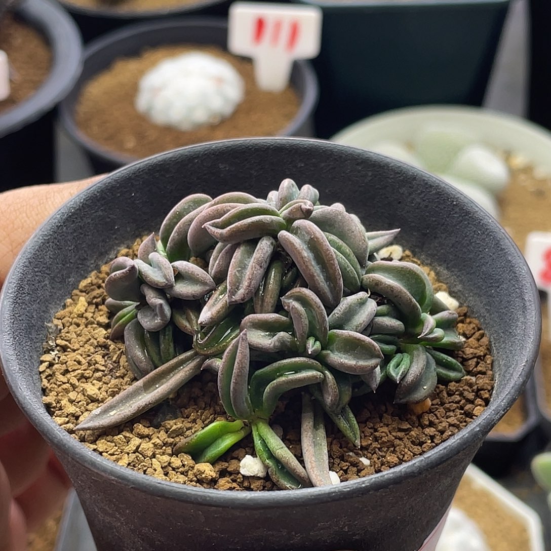 实生超短叶原始雀舌麒麟大戟