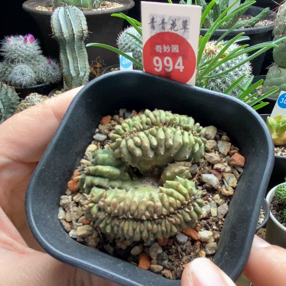 法利达缀化群一颗仙人球