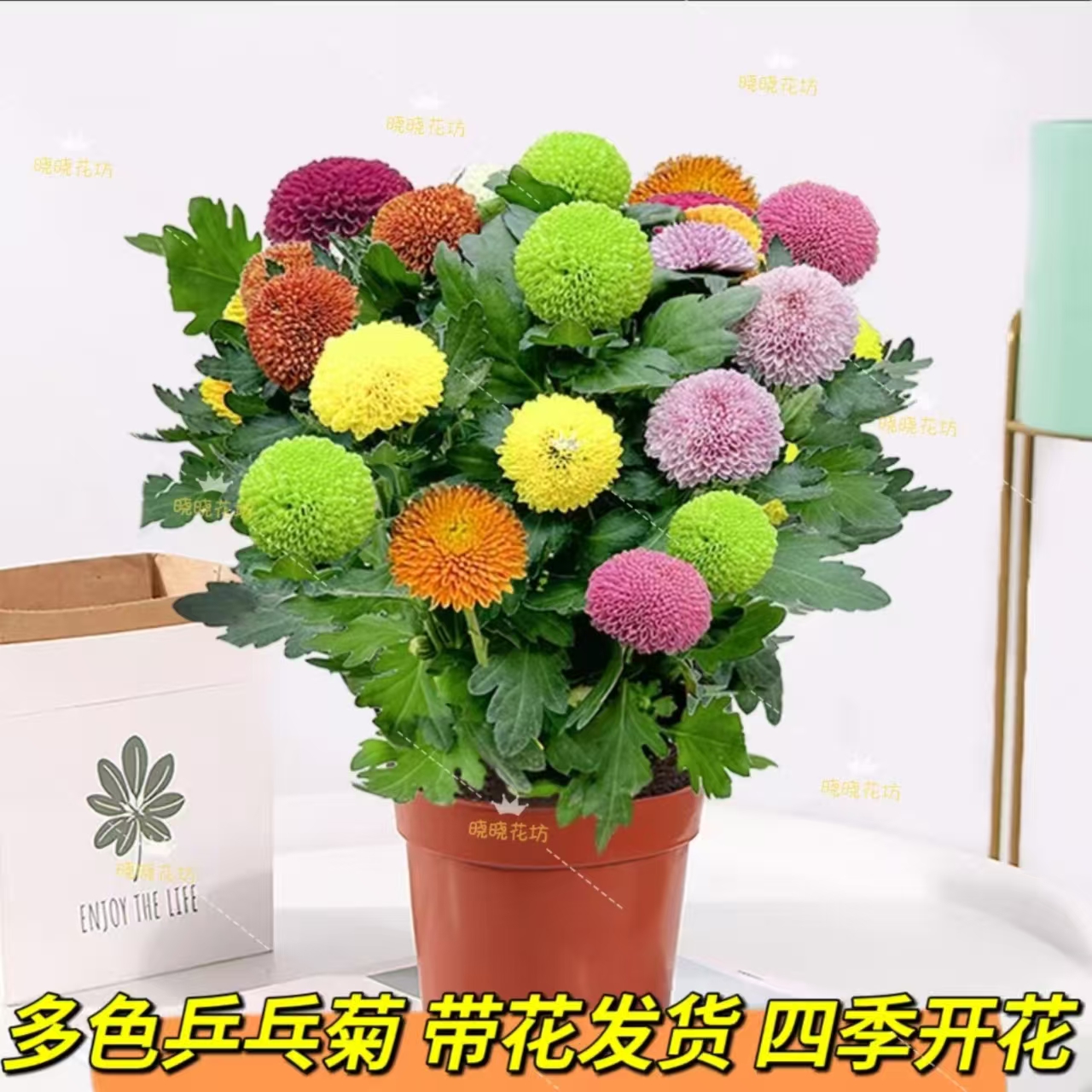 多色乒乓菊盆栽四季开花耐寒耐热好养带花苞庭院阳台花卉原盆土发