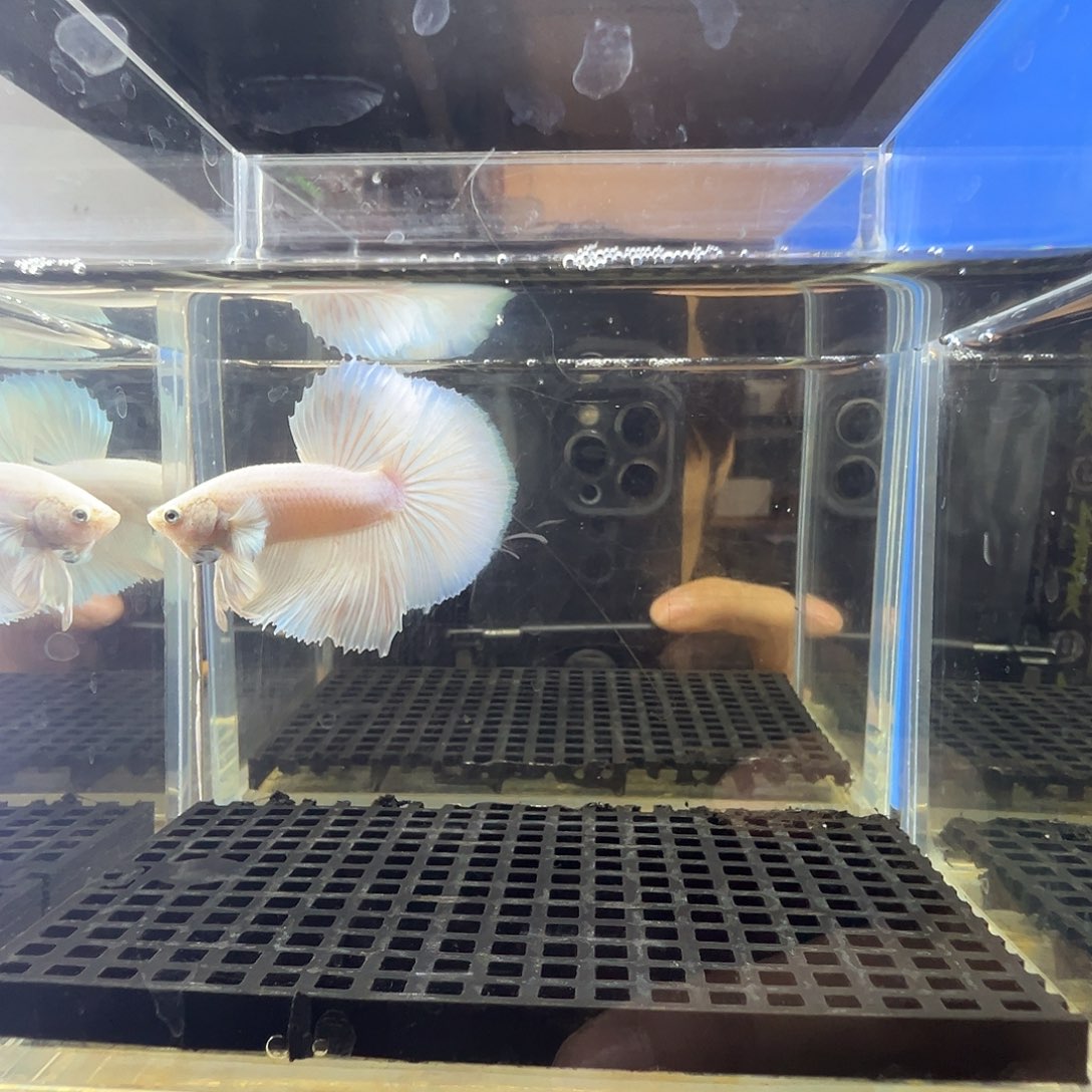 斗鱼阿浩泰斗7日40号