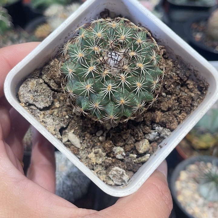 实生伊莎贝拉仙人球