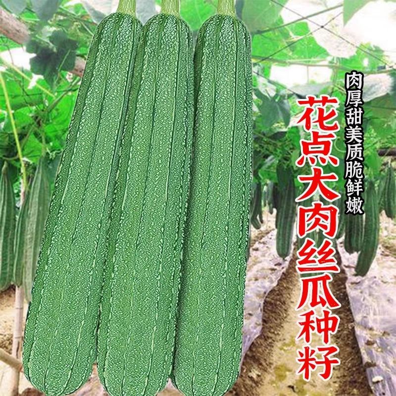 大肉花点甜丝瓜种子棱角丝瓜种籽早熟耐热春秋季种植蔬菜盆栽种子