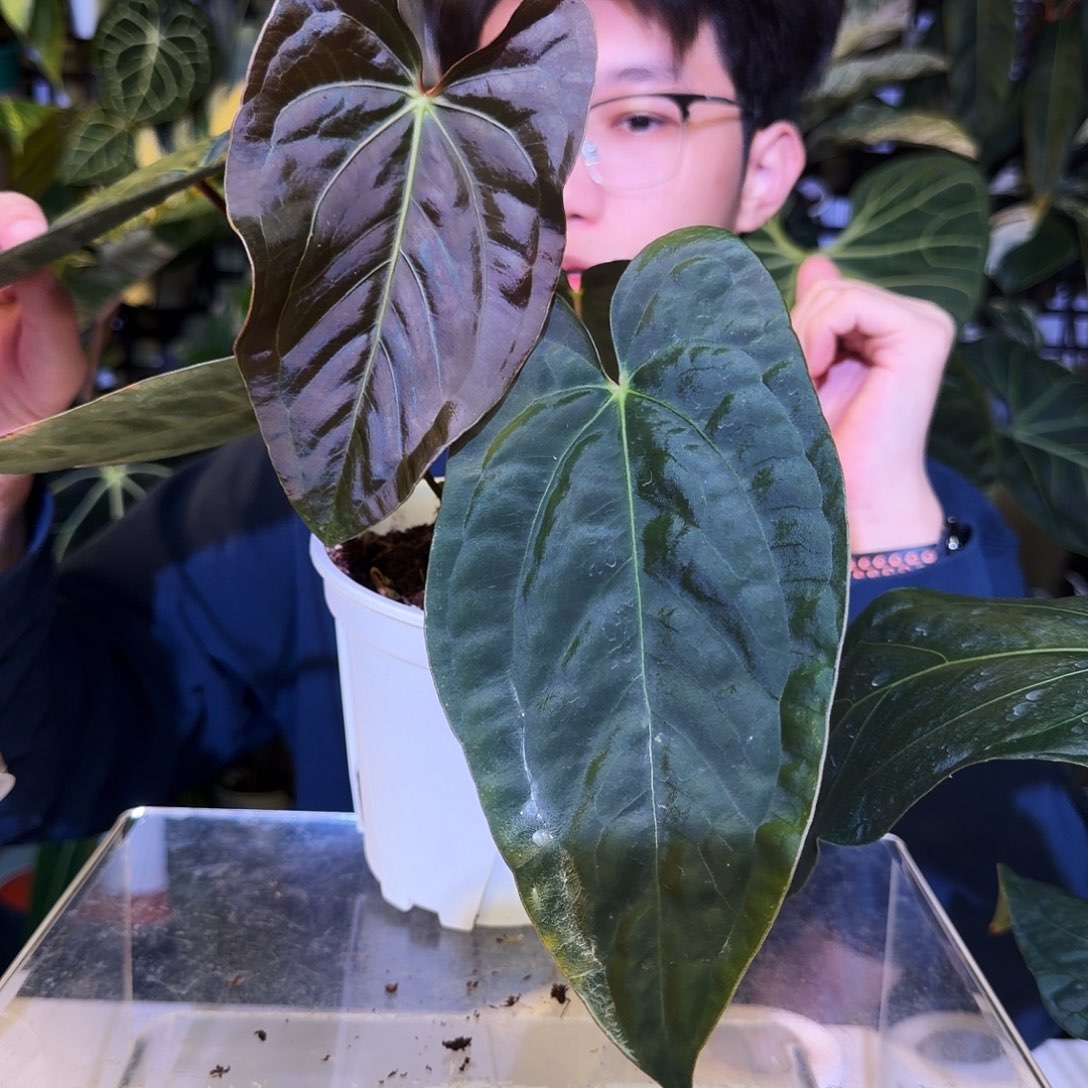 完全开放V82黑凤凰杂加通湖