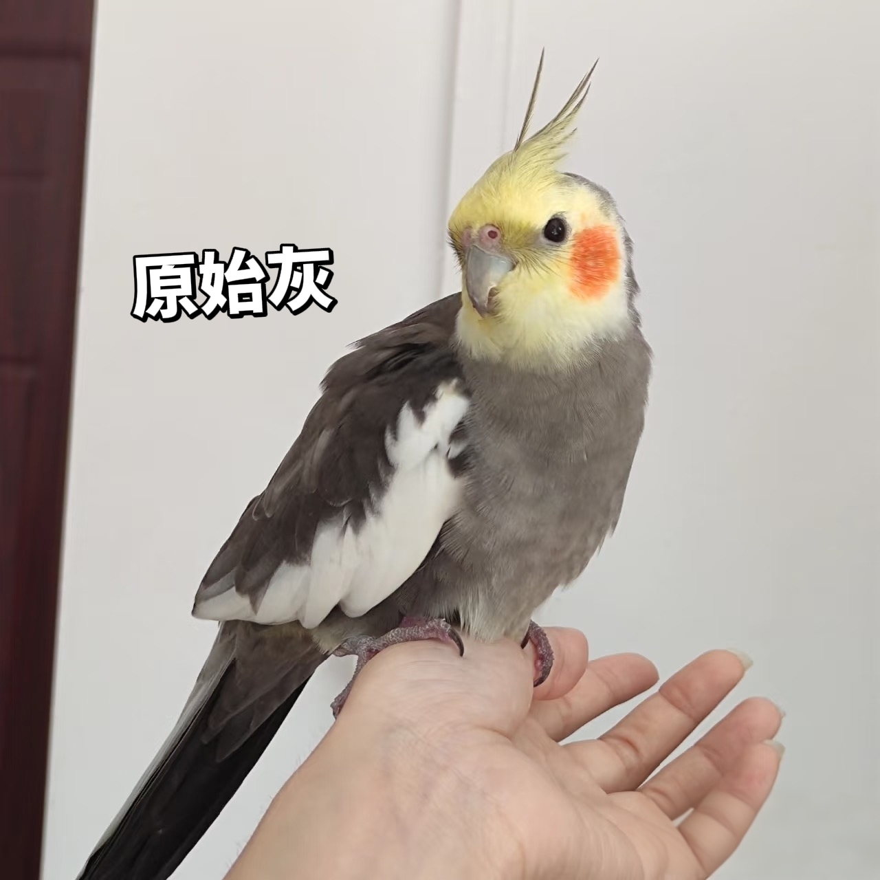 玄凤鹦鹉活体宠物会学说话可繁殖鸟活体鹦鹉