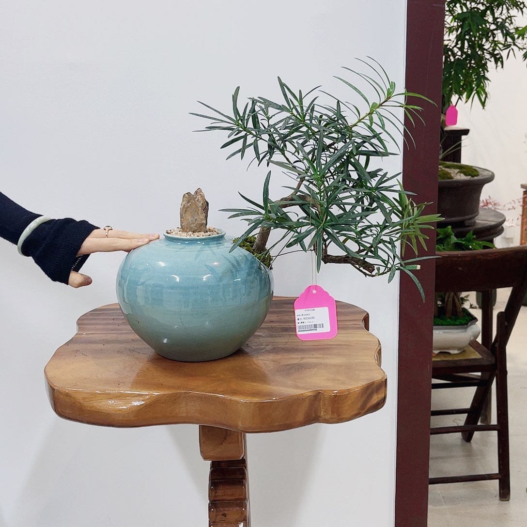 高端绿植一物一拍