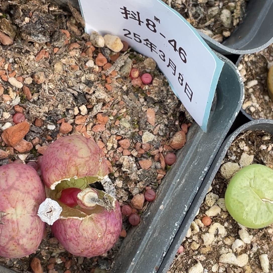 (****8-46肉锥多肉植物