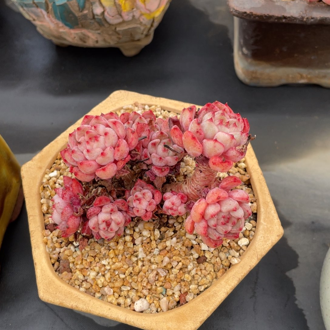 童***瞳可爱泡泡老桩群生