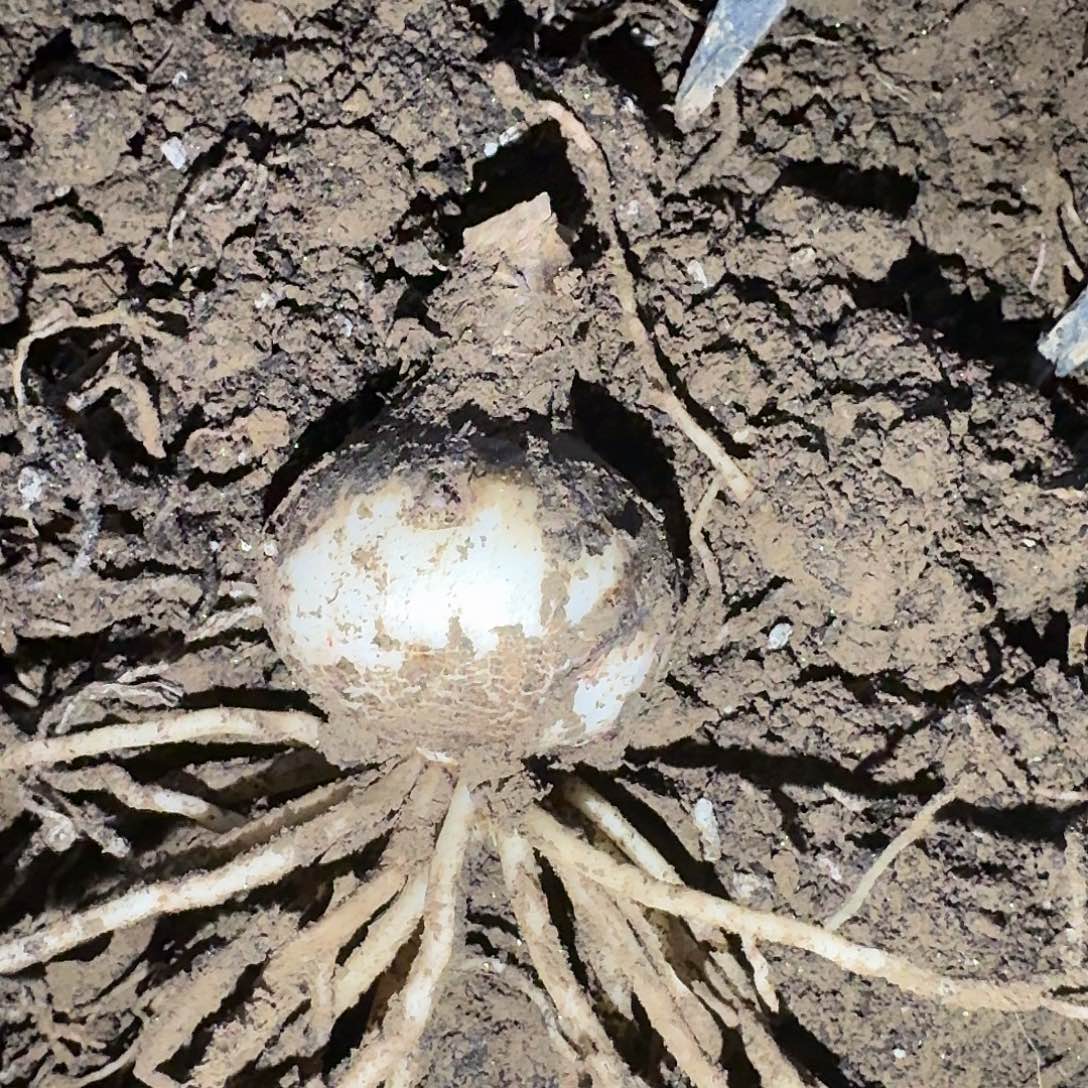 星星点缀5.5厘米裸根一棵