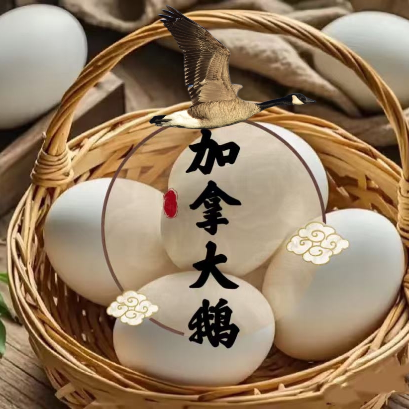 新鲜蛋狮头鹅蛋种蛋黑白加拿大鹅蛋翻毛蛋黑色天鹅蛋