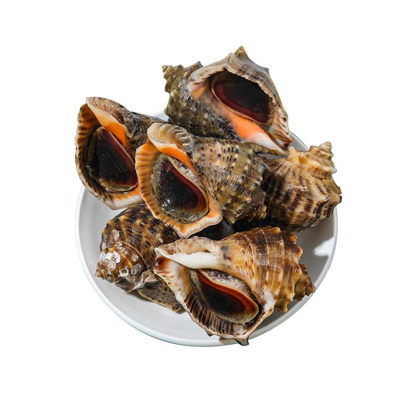 鲜活海螺（保鲜不保活）下酒菜 海鲜贝壳今天拍明天到精品