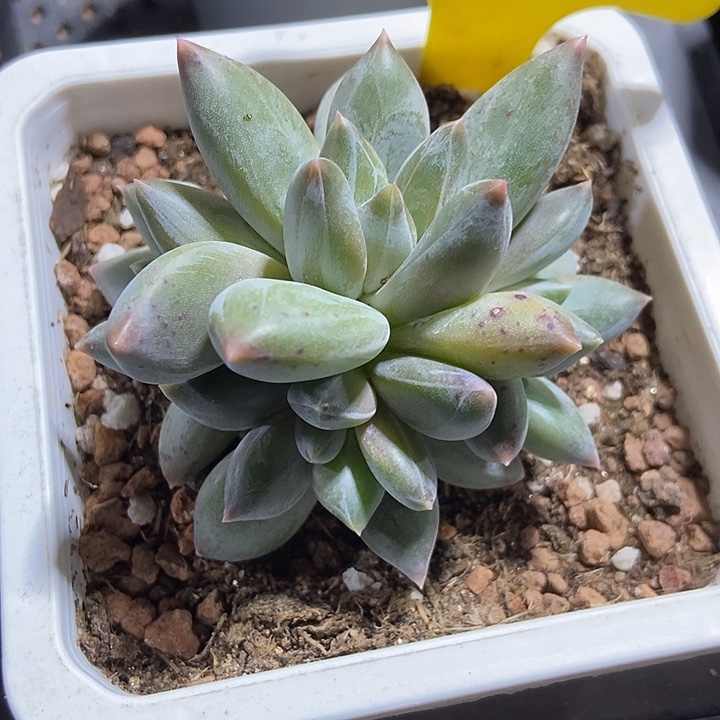 多肉植物重楼2016多肉