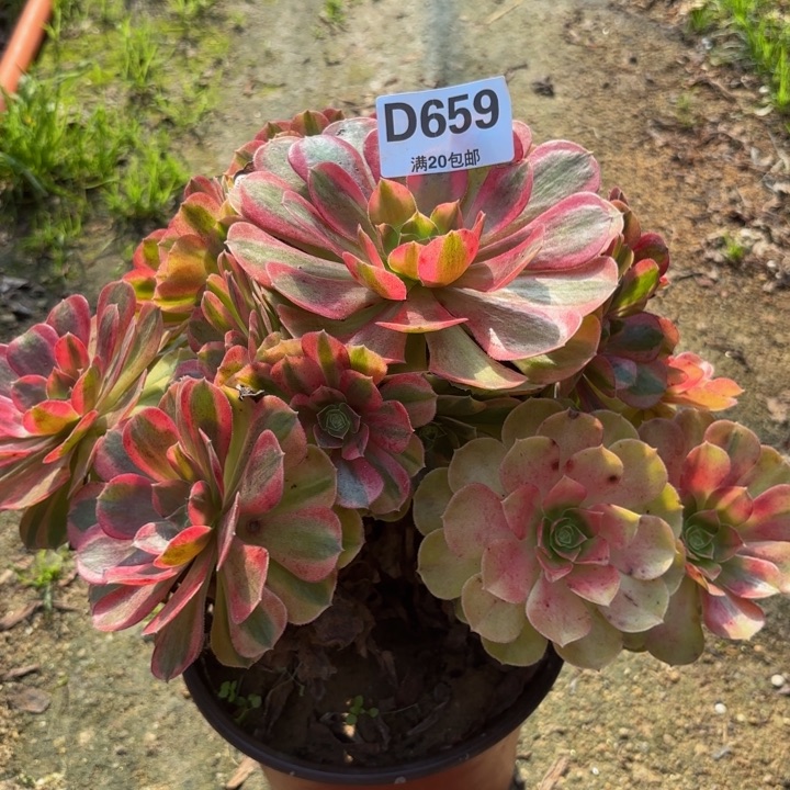 瑞妈多肉植物659.雨荷