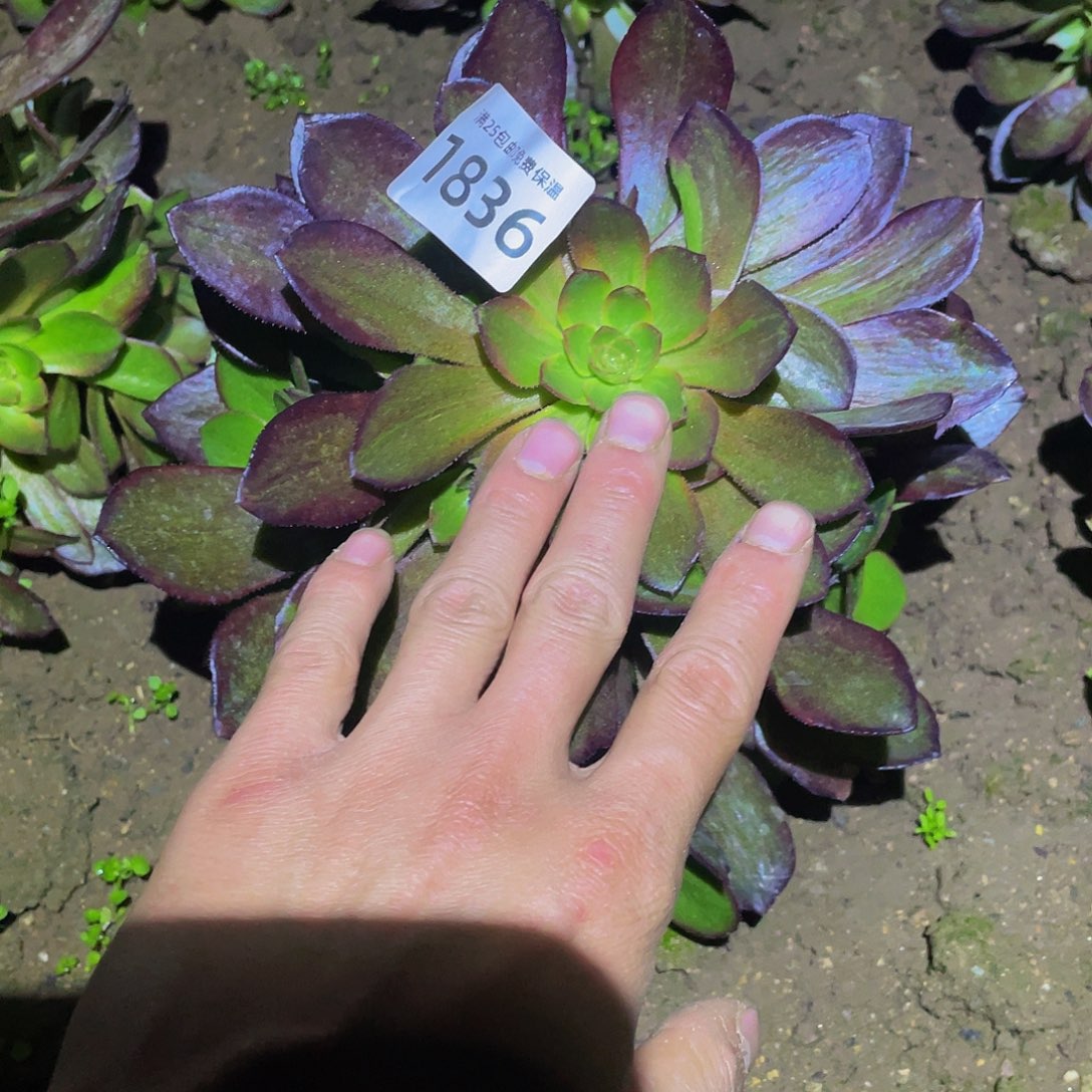 1836花无缺多肉植物