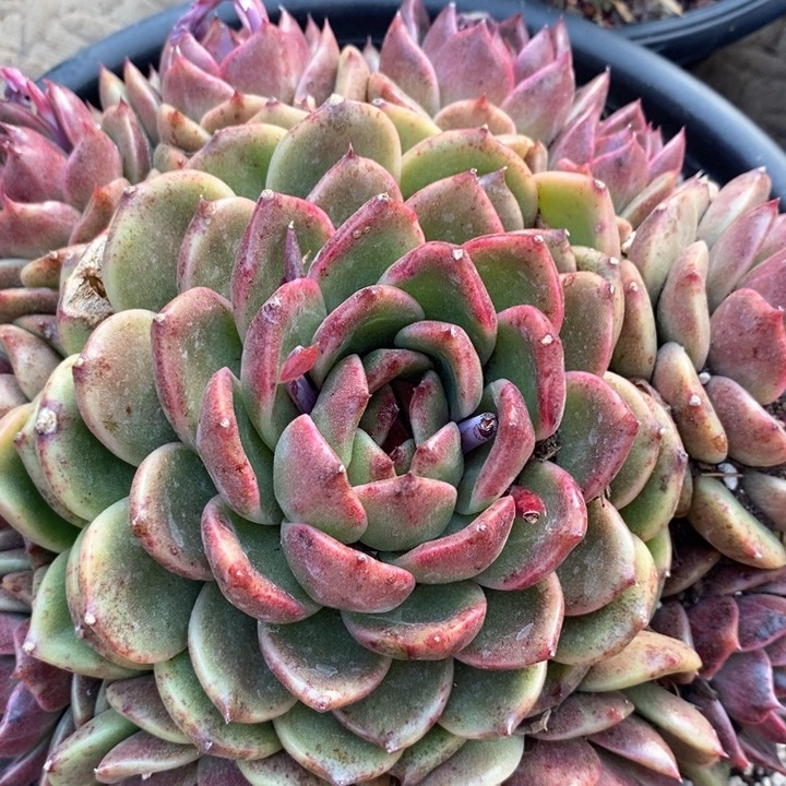 龙*我是真的很喜欢