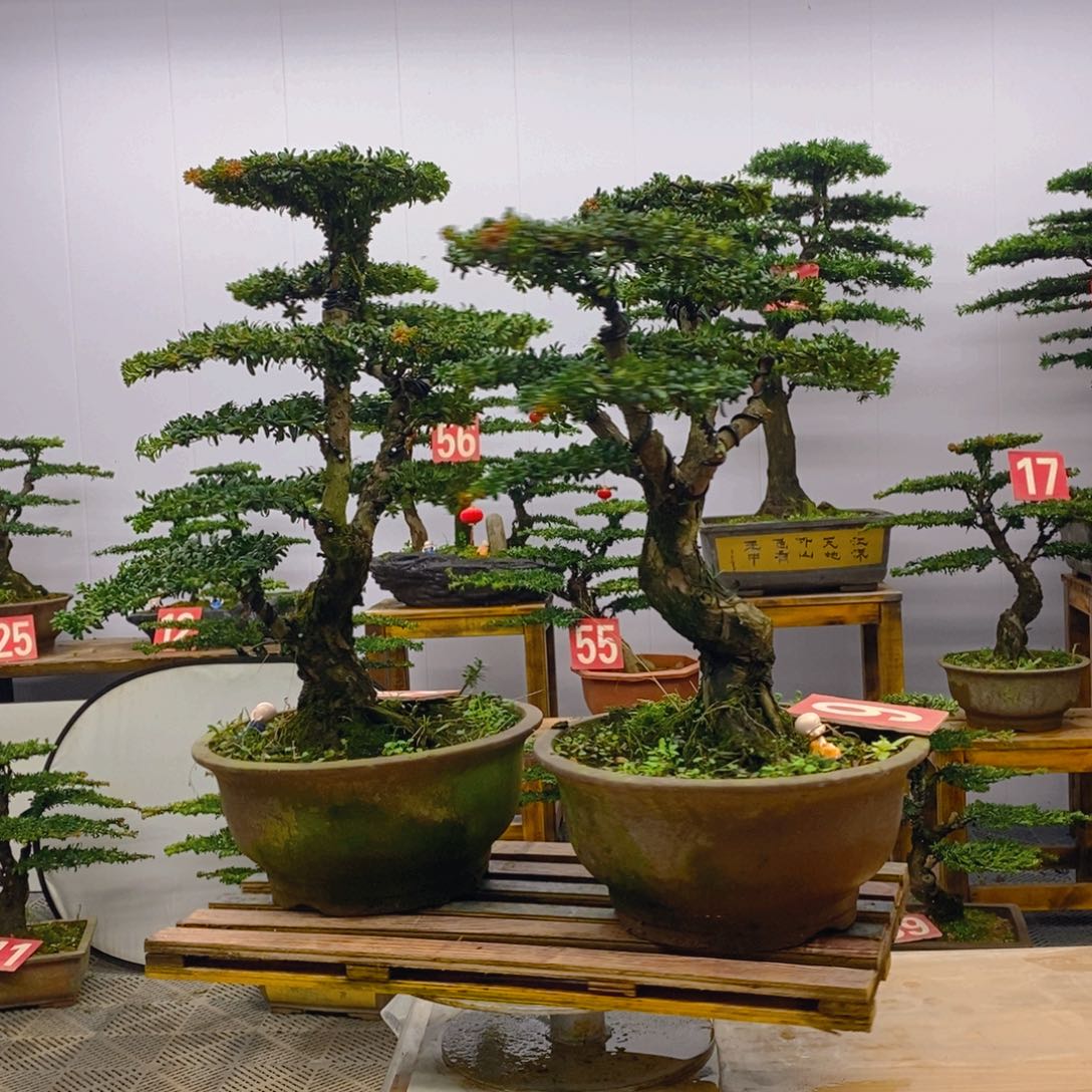 完全开放罗汉松盆景一对