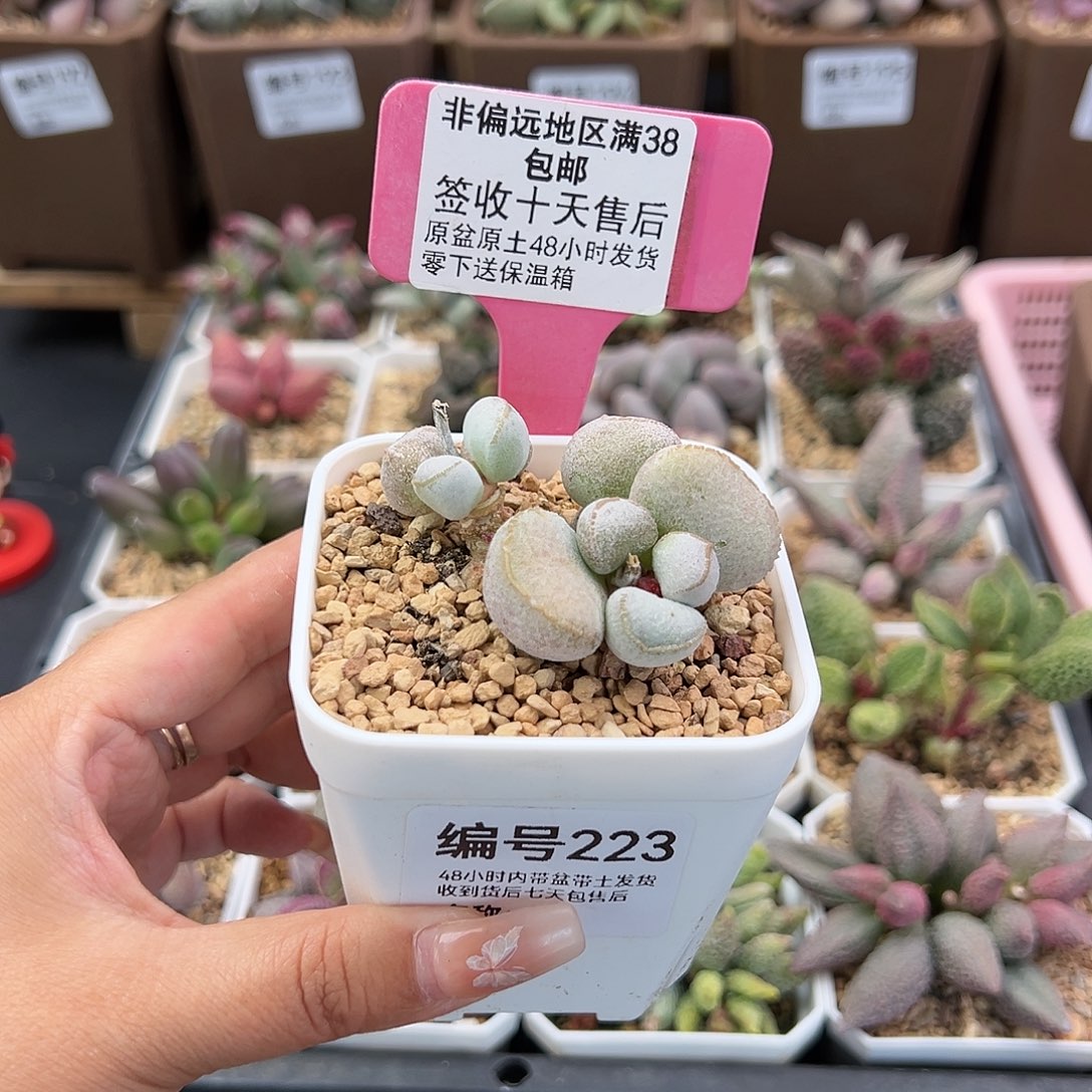 223硬叶白蛋多肉植物