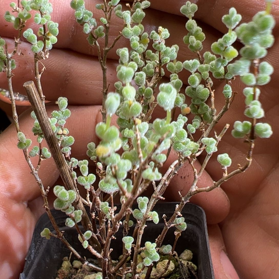 超级莱斯55杯老桩福利枝干