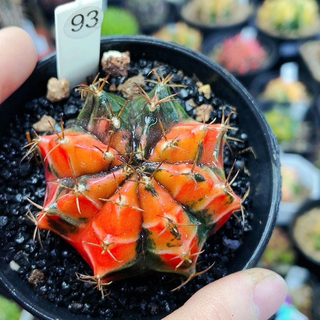 非偏远地区满25裸根发货仙人球