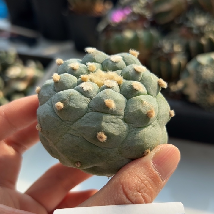 156 可帮发根可发货
