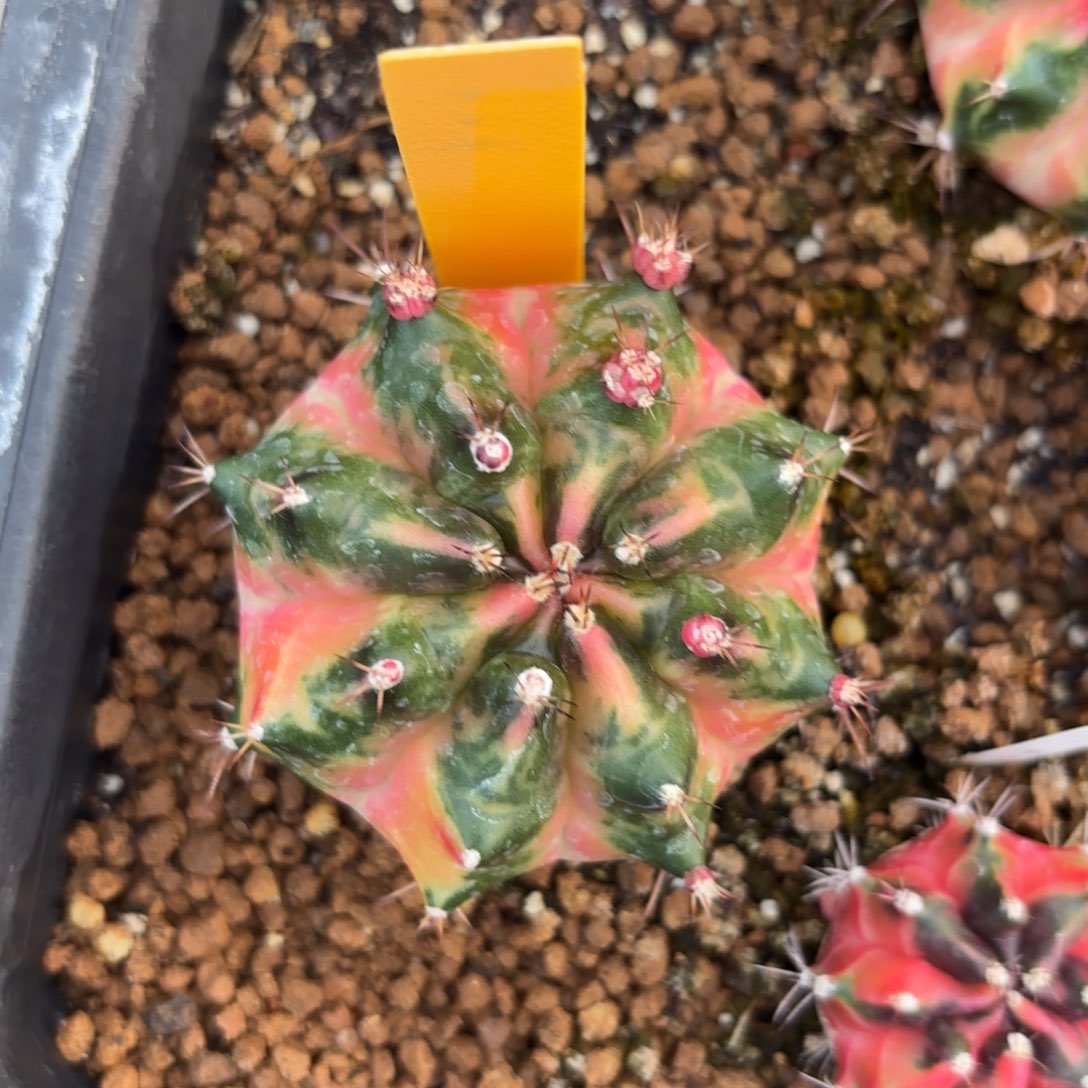 L509-1218泰国发货 南瓜