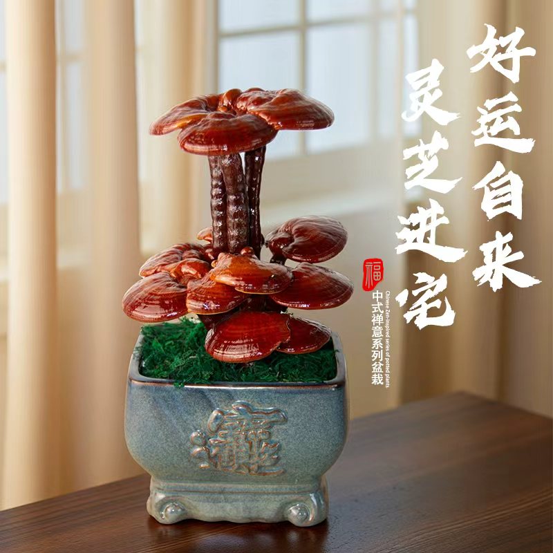 观赏灵芝盆栽灵芝盆景招财摆件真灵芝摆件送礼净化空气懒人盆景