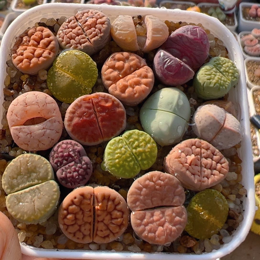 63多肉植物百科知识