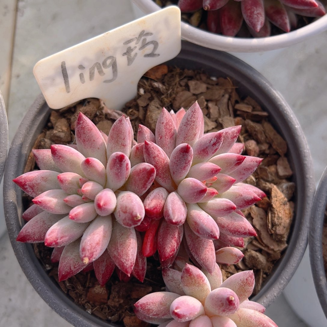 香玉等多种名贵的产品和