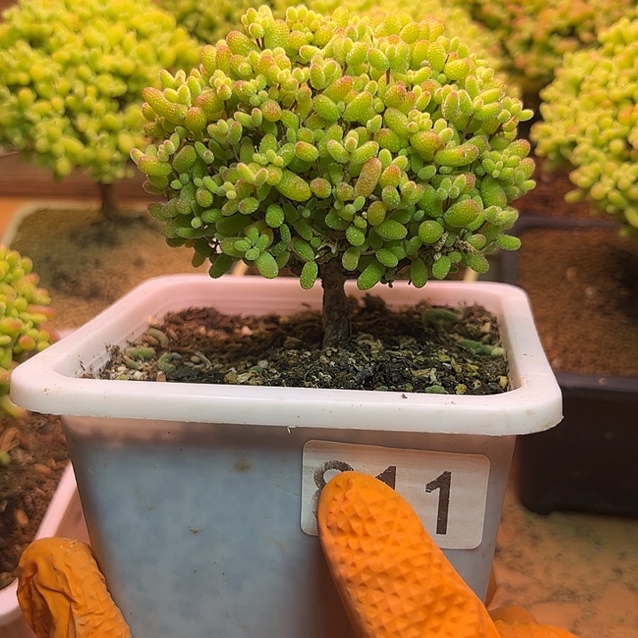 无花朵811金桔糖球