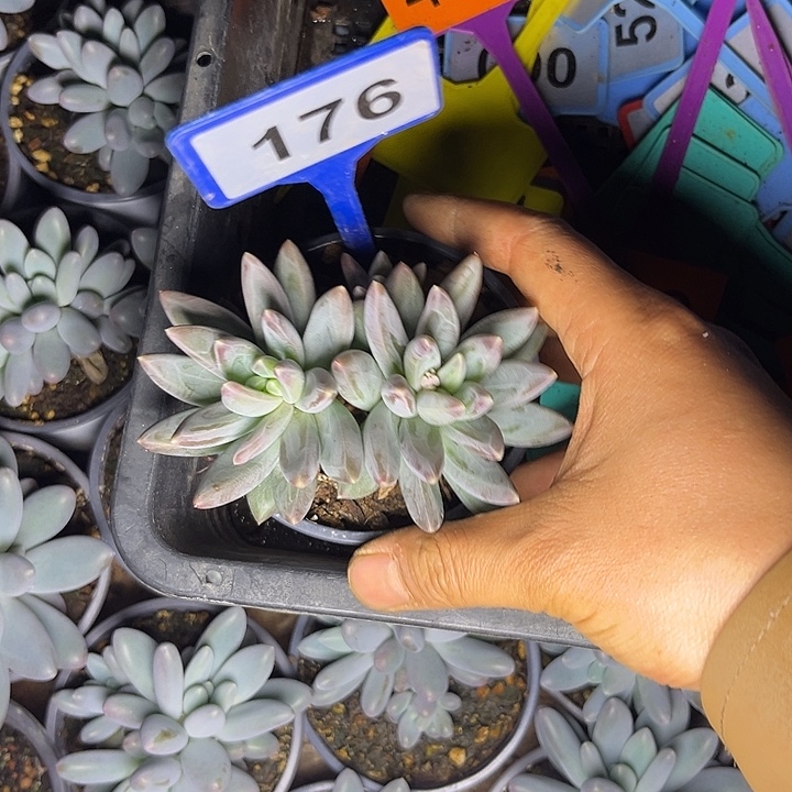 解****多肉植物雪黛莉176