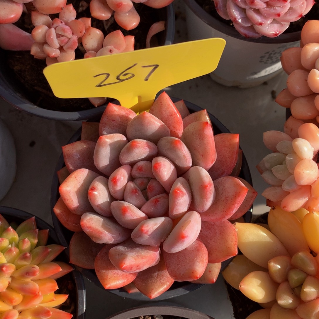 半夏727277272727272