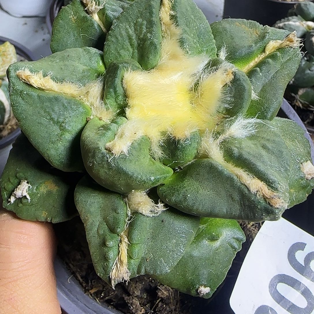 大牡丹908仙人球开花