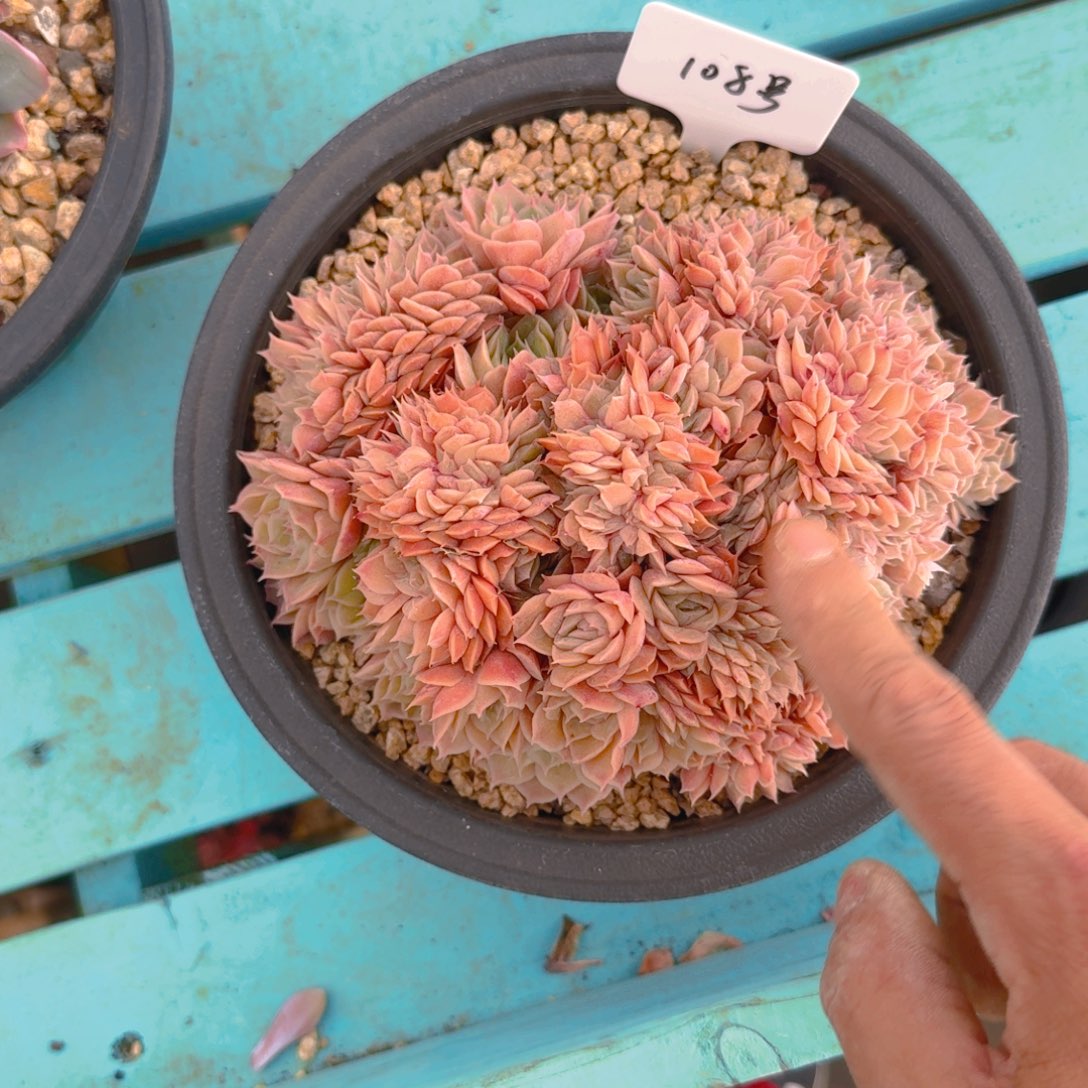 108好多肉11111111111