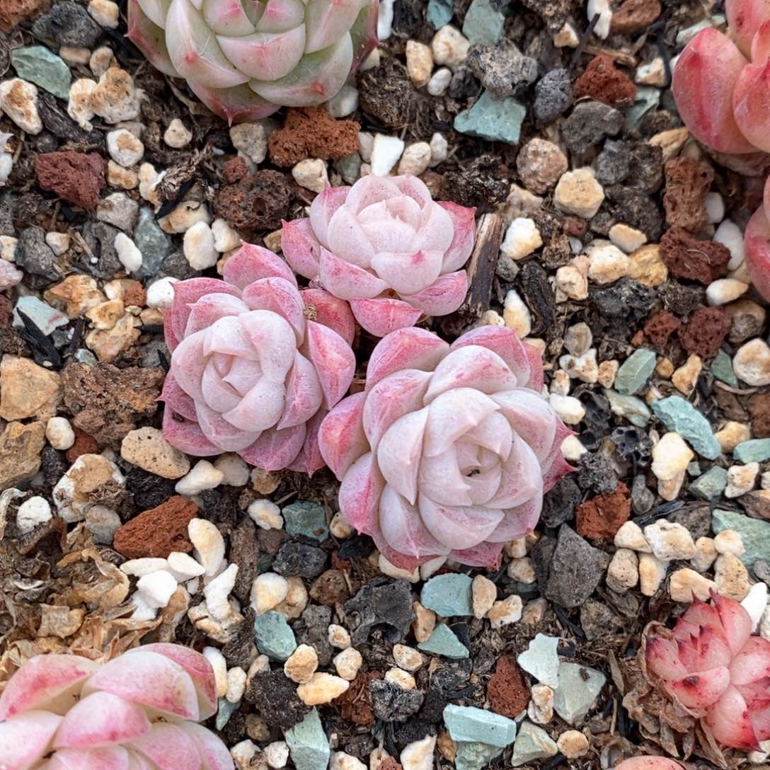 精品多肉一物一拍不包整107