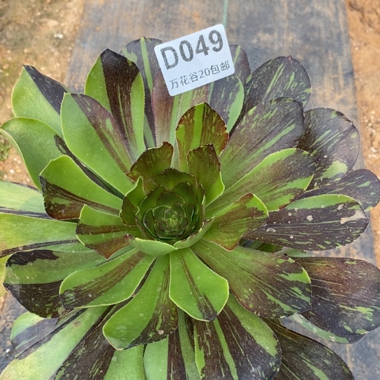 049花斑鹿多肉植物