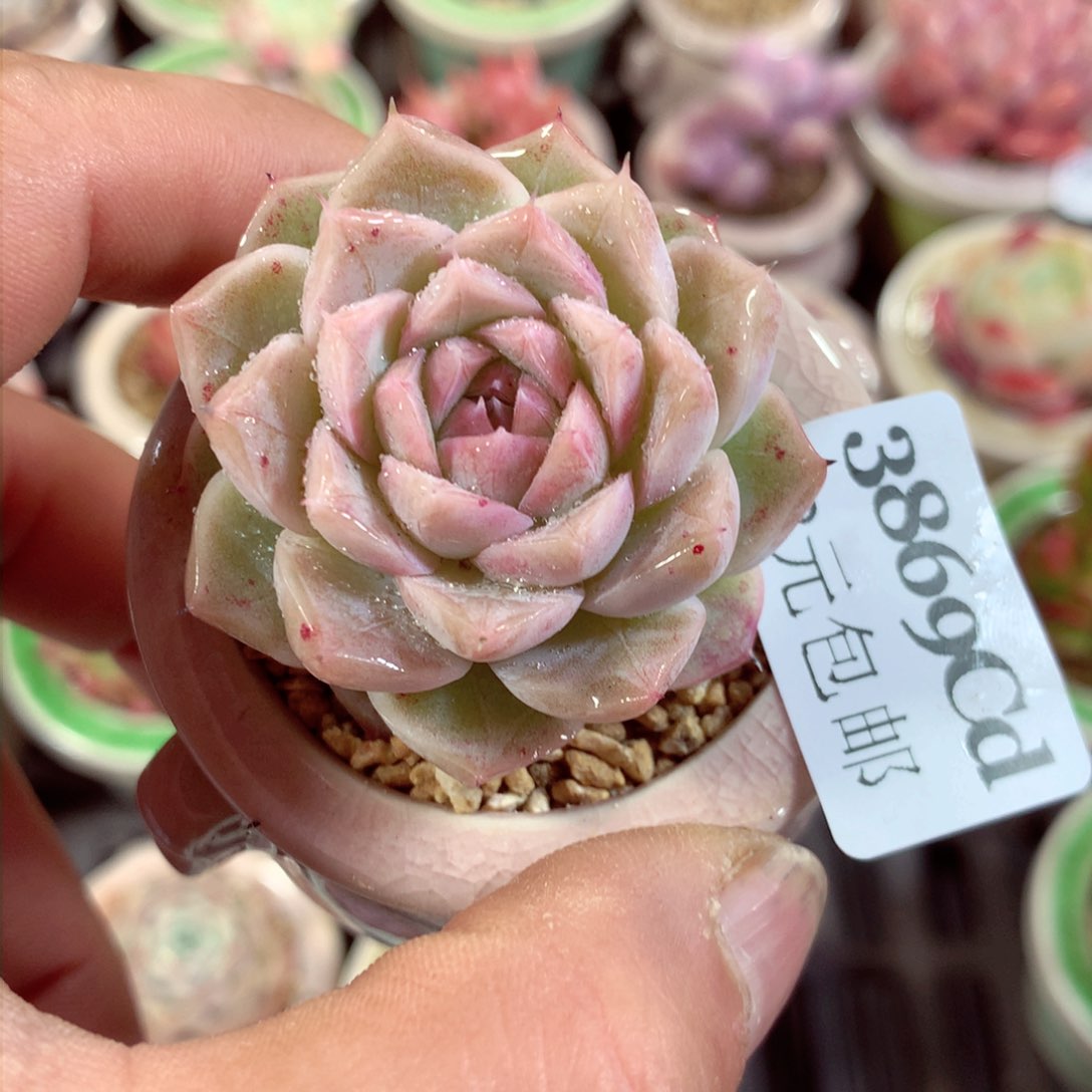 5厘米盆精控多肉3869