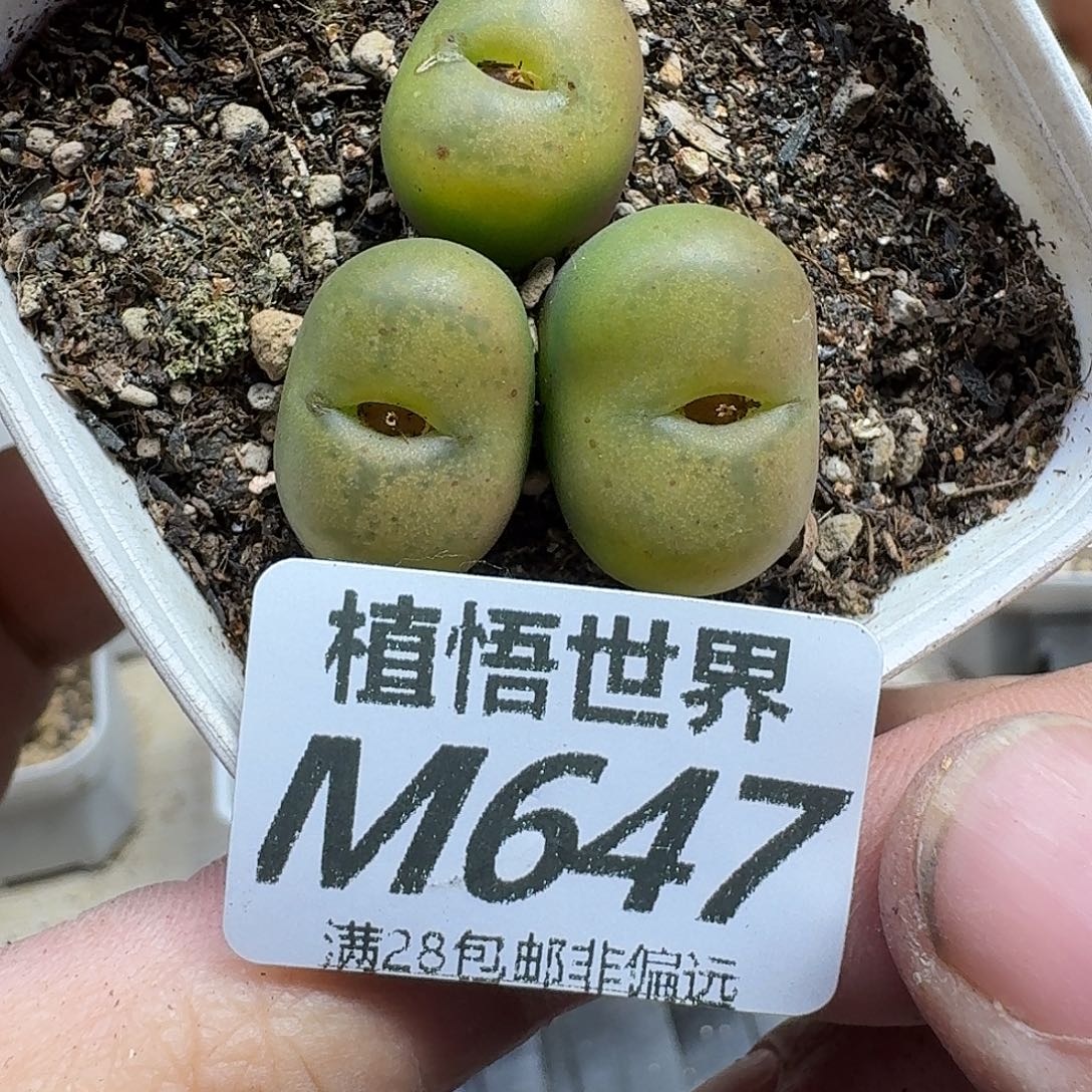 多肉植物的润泽efgbb