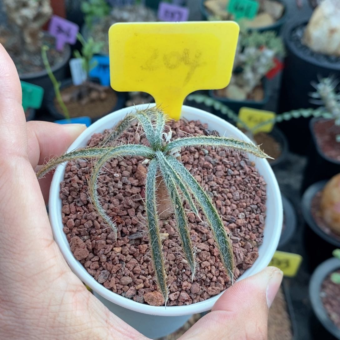 金刚毛叶弹簧草多肉植物