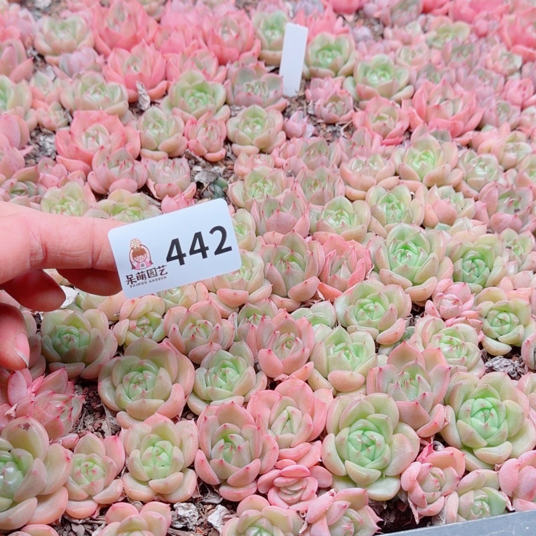 度***多肉植物多肉植物