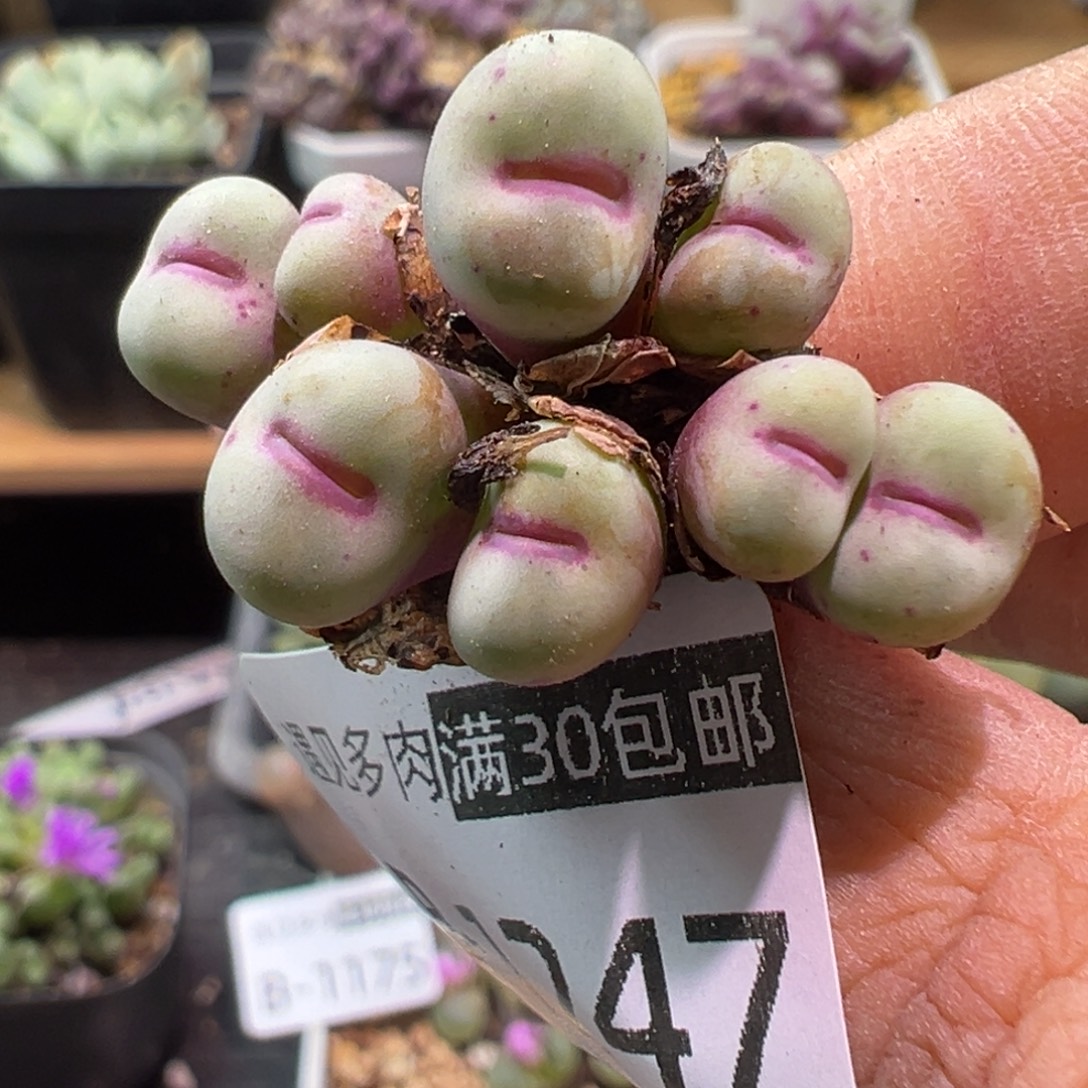 多肉植物11111111111