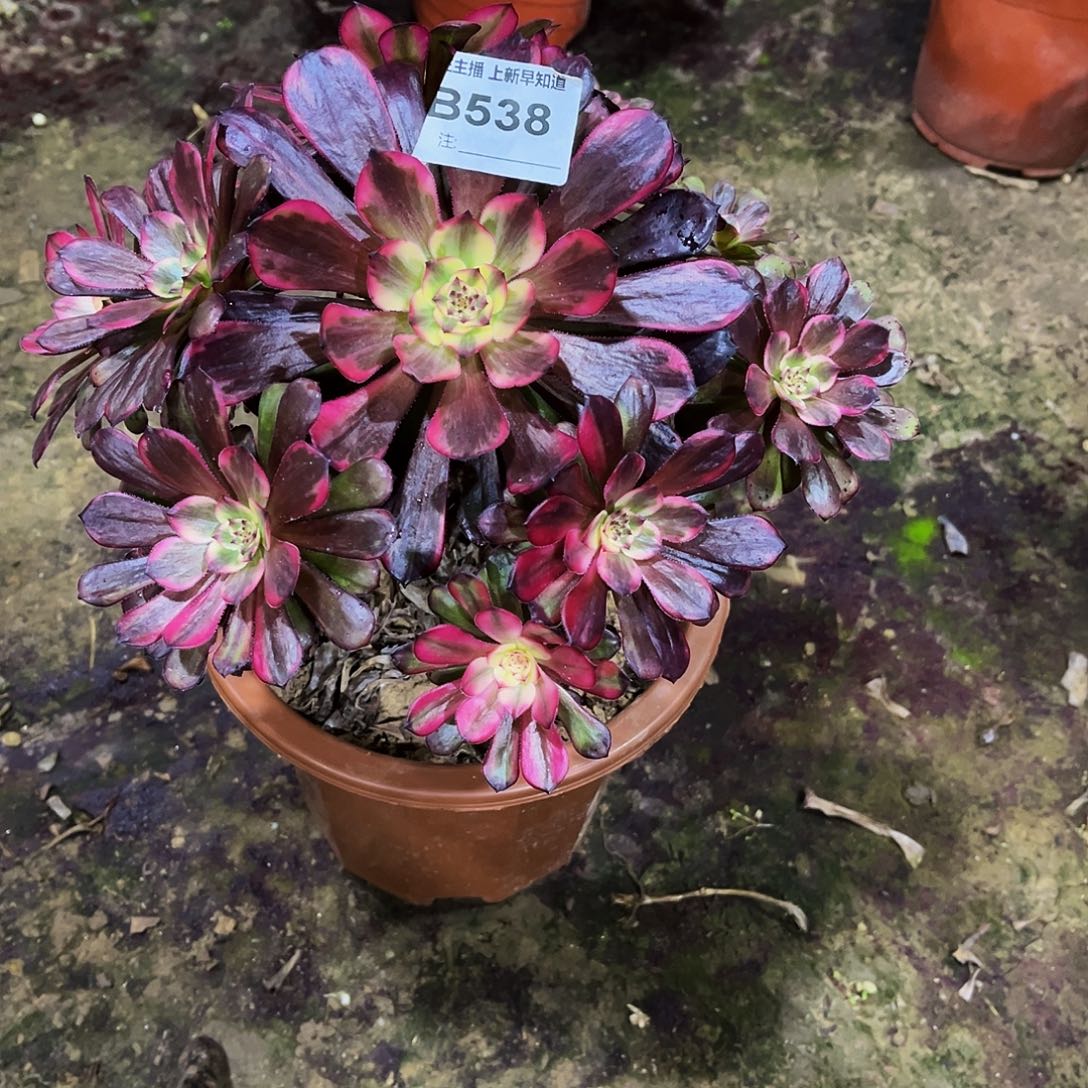 吴*英多肉538烟花法师