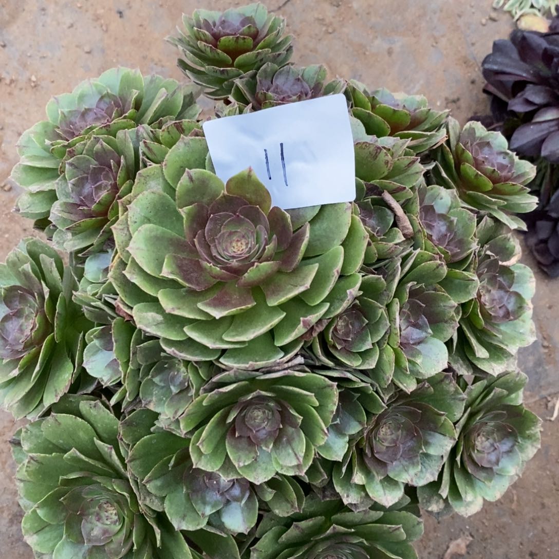 11万拉丝多肉植物