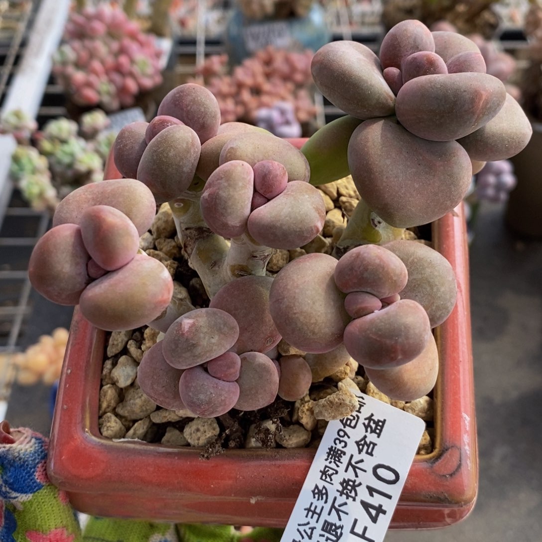 芒果奶酪金蟾Kk奶410/8c m