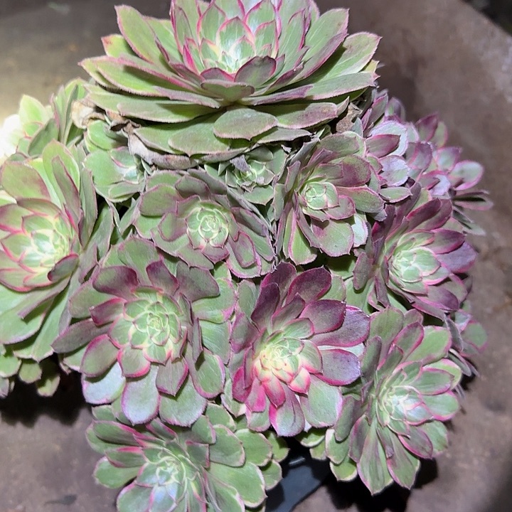 精品莲花座捧花亏本福利