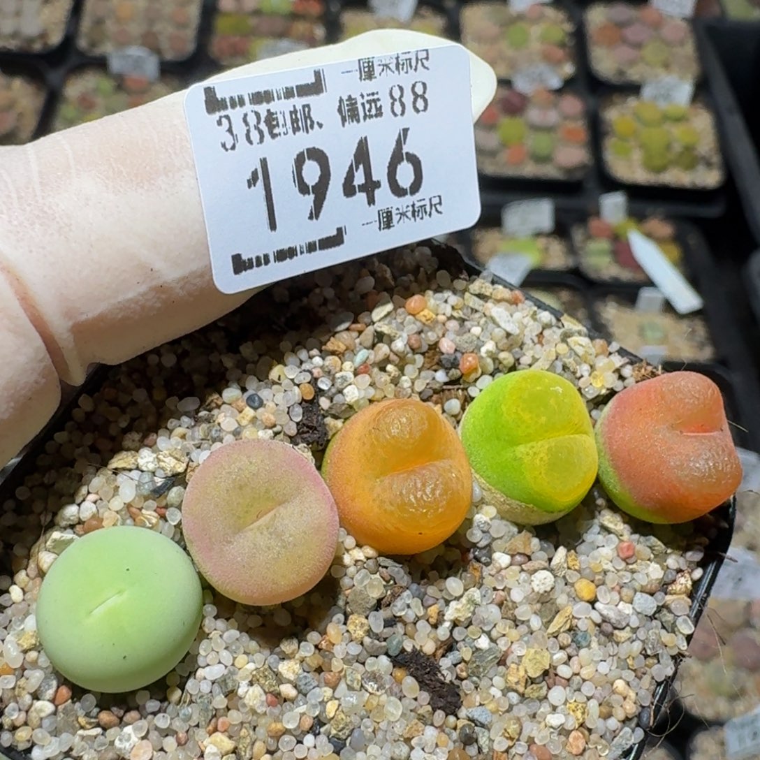 zzzz生石花肉锥子1946