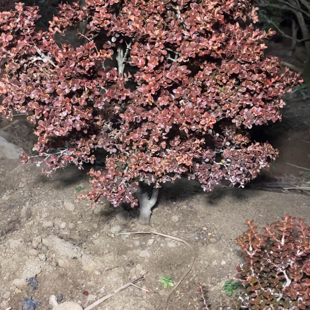 游***水无花朵安徽珍珠黄杨