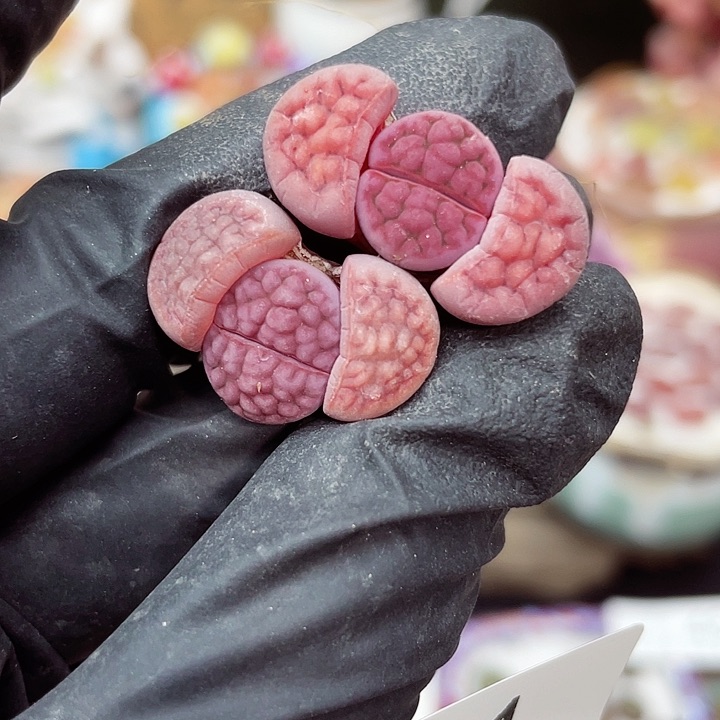 生石花满18包邮14-81