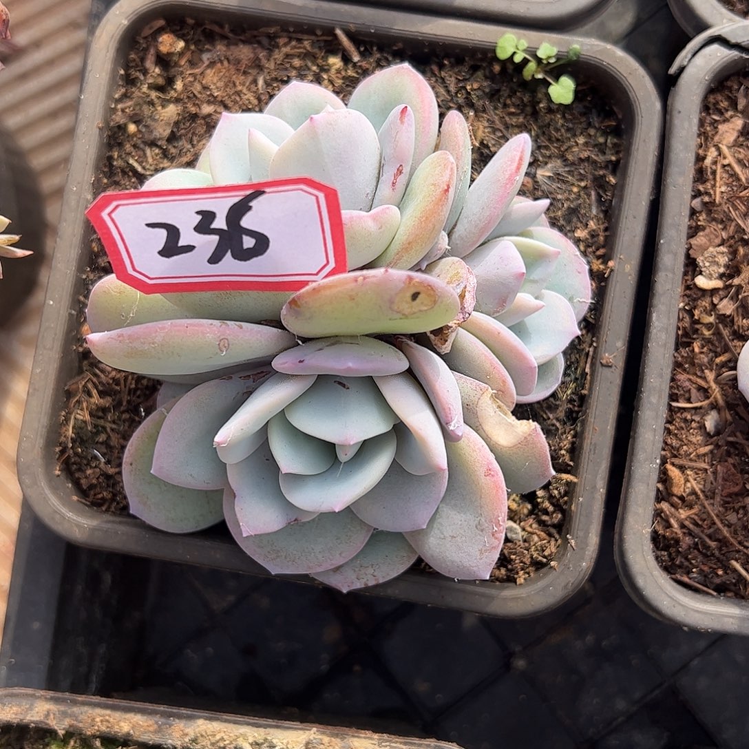 236号奶茶，一物一拍